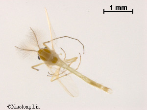  ( - XL819)  @12 [ ] CreativeCommons - Attribution Non-Commercial Share-Alike (2019) Xiaolong Lin College of Life Sciences, Nankai University