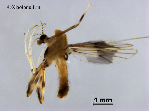  ( - XL890)  @11 [ ] CreativeCommons - Attribution Non-Commercial Share-Alike (2019) Xiaolong Lin College of Life Sciences, Nankai University