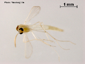  ( - XL911)  @11 [ ] CreativeCommons - Attribution Non-Commercial Share-Alike (2018) Xiaolong Lin College of Life Sciences, Nankai University