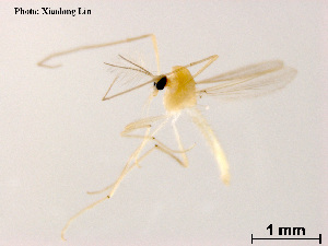 (Rheotanytarsus ferringtoni - XL916)  @11 [ ] CreativeCommons - Attribution Non-Commercial Share-Alike (2018) Xiaolong Lin College of Life Sciences, Nankai University