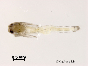  ( - ZJ044)  @11 [ ] CreativeCommons - Attribution Non-Commercial Share-Alike (2019) Xiaolong Lin College of Life Sciences, Nankai University