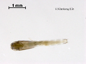  (Tanytarsus sp. 43XL - ZJ302)  @11 [ ] CreativeCommons - Attribution Non-Commercial Share-Alike (2019) Xiaolong Lin College of Life Sciences, Nankai University