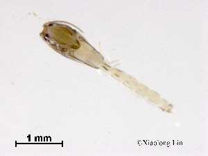  ( - ZJ305)  @11 [ ] CreativeCommons - Attribution Non-Commercial Share-Alike (2019) Xiaolong Lin College of Life Sciences, Nankai University