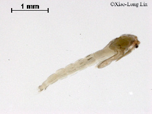  ( - ZJ307)  @11 [ ] CreativeCommons-Attribution Non-Commercial Share-Alike (2020) Xiaolong Lin Nankai University, College of Life Sciences