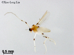  (Rheotanytarsus ashei - ZJ405)  @11 [ ] CreativeCommons-Attribution Non-Commercial Share-Alike (2020) Xiaolong Lin Nankai University, College of Life Sciences