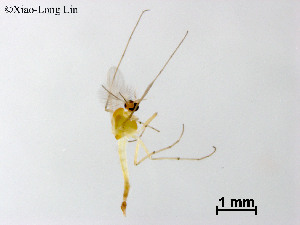  (Demicryptochironomus spatulatus - ZJ414)  @11 [ ] CreativeCommons-Attribution Non-Commercial Share-Alike (2020) Xiaolong Lin Nankai University, College of Life Sciences