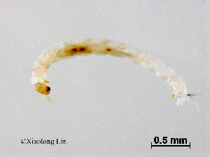  ( - ZJ432)  @11 [ ] CreativeCommons - Attribution Non-Commercial Share-Alike (2019) Xiaolong Lin College of Life Sciences, Nankai University