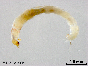  ( - ZJ442)  @11 [ ] CreativeCommons-Attribution Non-Commercial Share-Alike (2020) Xiaolong Lin Nankai University, College of Life Sciences