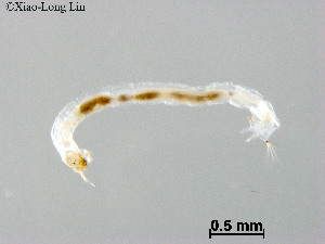  (Tanytarsus sp. 41XL - ZJ471)  @11 [ ] CreativeCommons-Attribution Non-Commercial Share-Alike (2020) Xiaolong Lin Nankai University, College of Life Sciences