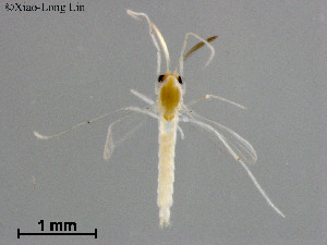  (Tanytarsus sp. 36XL - ZJ499)  @11 [ ] CreativeCommons-Attribution Non-Commercial Share-Alike (2020) Xiaolong Lin Nankai University, College of Life Sciences