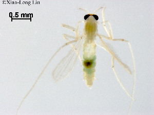  (Rheotanytarsus sp. 12XL - ZJ581)  @11 [ ] CreativeCommons-Attribution Non-Commercial Share-Alike (2020) Xiaolong Lin Nankai University, College of Life Sciences