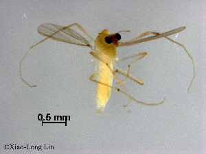  (Tanytarsus tamaoctavus - ZJ678)  @11 [ ] CreativeCommons-Attribution Non-Commercial Share-Alike (2020) Xiaolong Lin Nankai University, College of Life Sciences