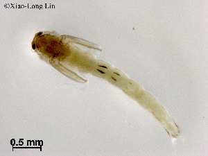  (Tanytarsus sp. 38XL - ZJ898)  @11 [ ] CreativeCommons-Attribution Non-Commercial Share-Alike (2020) Xiaolong Lin Nankai University, College of Life Sciences