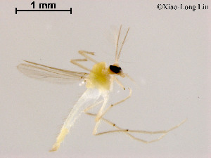  (Tanytarsus sp. 4XL - ZJ096)  @11 [ ] CreativeCommons-Attribution Non-Commercial Share-Alike (2020) Xiaolong Lin Nankai University, College of Life Sciences
