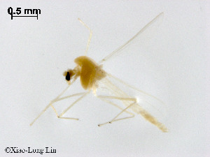  (Rheotanytarsus miaoae - ZJ966)  @11 [ ] CreativeCommons-Attribution Non-Commercial Share-Alike (2020) Xiaolong Lin Nankai University, College of Life Sciences