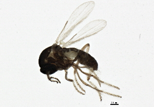  (Dasyhelea bifida - BIOUG02006-H06)  @13 [ ] CreativeCommons - Attribution (2012) CBG Photography Group Centre for Biodiversity Genomics