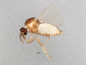  (Forcipomyia sp. 5ES - BIOUG01929-D05)  @14 [ ] CreativeCommons - Attribution (2012) CBG Photography Group Centre for Biodiversity Genomics