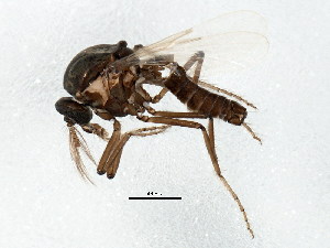  (Dasyhelea bensoni - BIOUG01930-G04)  @14 [ ] CreativeCommons - Attribution (2012) CBG Photography Group Centre for Biodiversity Genomics