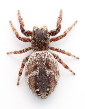  ( - MZH_NG.55)  @11 [ ] by-nc (2018) Marko Mutanen University of Oulu