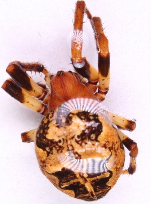  ( - ZMUO_00098)  @13 [ ] No Rights Reserved (2010) Marko Mutanen University of Oulu