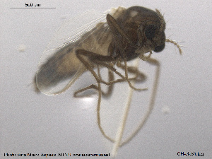  ( - CH-eik61)  @12 [ ] CreativeCommons - Attribution Non-Commercial Share-Alike (2013) NTNU Museum of Natural History and Archaeology NTNU Museum of Natural History and Archaeology