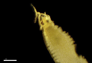  ( - CH884-C5)  @11 [ ] Creative commons (2025) Manuel Elias-Gutierrez El Colegio de la Frontera Sur, Unidad Chetumal