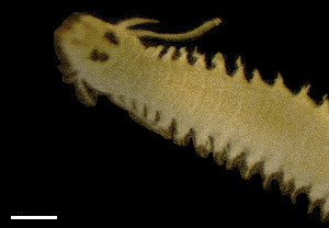  ( - CH884-C6)  @11 [ ] Creative commons (2025) Manuel Elias-Gutierrez El Colegio de la Frontera Sur, Unidad Chetumal