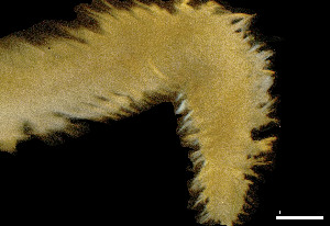  ( - CH884-C6)  @11 [ ] Creative commons (2025) Manuel Elias-Gutierrez El Colegio de la Frontera Sur, Unidad Chetumal