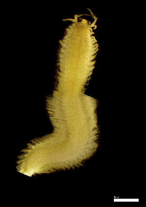  ( - CH884-C8)  @11 [ ] Creative commons (2025) Manuel Elias-Gutierrez El Colegio de la Frontera Sur, Unidad Chetumal