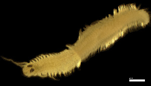  ( - CH884-C12)  @11 [ ] Creative commons (2025) Manuel Elias-Gutierrez El Colegio de la Frontera Sur, Unidad Chetumal