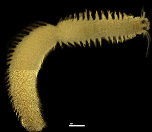  ( - CH884-D1)  @11 [ ] Creative commons (2025) Manuel Elias-Gutierrez El Colegio de la Frontera Sur, Unidad Chetumal