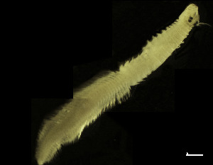  ( - CH884-D2)  @11 [ ] Creative commons (2025) Manuel Elias-Gutierrez El Colegio de la Frontera Sur, Unidad Chetumal