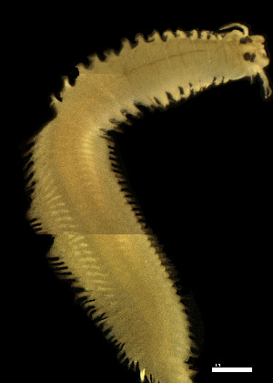  ( - CH884-D3)  @11 [ ] Creative commons (2025) Manuel Elias-Gutierrez El Colegio de la Frontera Sur, Unidad Chetumal