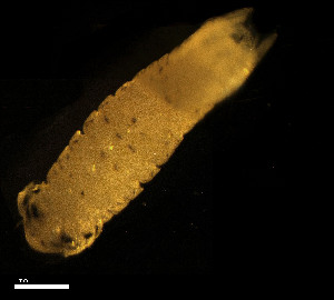  (Livoneca - CH884-D11)  @11 [ ] Creative commons (2025) Manuel Elias-Gutierrez El Colegio de la Frontera Sur, Unidad Chetumal