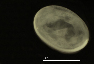  ( - CH884-G8)  @11 [ ] Creative commons (2025) Manuel Elias-Gutierrez El Colegio de la Frontera Sur, Unidad Chetumal