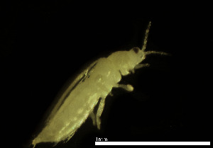  ( - CH884-G11)  @11 [ ] Creative commons (2025) Manuel Elias-Gutierrez El Colegio de la Frontera Sur, Unidad Chetumal