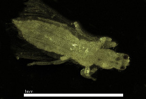  ( - CH884-G11)  @11 [ ] Creative commons (2025) Manuel Elias-Gutierrez El Colegio de la Frontera Sur, Unidad Chetumal