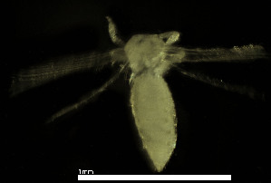  ( - CH884-G12)  @11 [ ] Creative commons (2025) Manuel Elias-Gutierrez El Colegio de la Frontera Sur, Unidad Chetumal