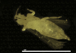  ( - CH884-H1)  @11 [ ] Creative commons (2025) Manuel Elias-Gutierrez El Colegio de la Frontera Sur, Unidad Chetumal