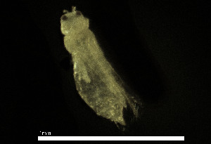  ( - CH884-H8)  @11 [ ] Creative commons (2025) Manuel Elias-Gutierrez El Colegio de la Frontera Sur, Unidad Chetumal