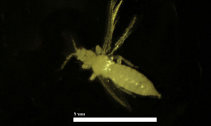  ( - CH889-A3)  @11 [ ] Creative commons (2025) Manuel Elias-Gutierrez El Colegio de la Frontera Sur, Unidad Chetumal