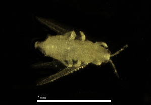  ( - CH889-A3)  @11 [ ] Creative commons (2025) Manuel Elias-Gutierrez El Colegio de la Frontera Sur, Unidad Chetumal