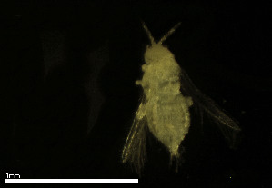  ( - CH889-A4)  @11 [ ] Creative commons (2025) Manuel Elias-Gutierrez El Colegio de la Frontera Sur, Unidad Chetumal