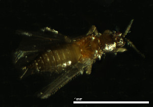  ( - CH889-G8)  @11 [ ] Creative commons (2025) Manuel Elias-Gutierrez El Colegio de la Frontera Sur, Unidad Chetumal