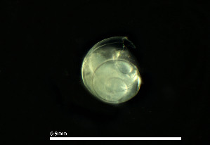  ( - CH890-B1)  @11 [ ] Creative commons (2025) Manuel Elias-Gutierrez El Colegio de la Frontera Sur, Unidad Chetumal