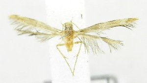  (LepidopteraGEN sp. ABY3408 - USNM ENT 00720197)  @12 [ ] Unspecified (default): All Rights Reserved  Unspecified Unspecified