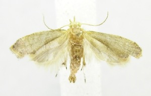  (LepidopteraGEN sp. ABY3411 - USNM ENT 00720529)  @12 [ ] Unspecified (default): All Rights Reserved  Unspecified Unspecified