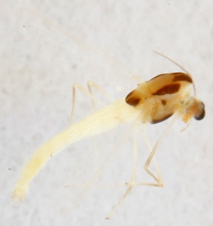  (Tanytarsus desertor - ZMUO.025398)  @11 [ ] CreativeCommons - Attribution Non-Commercial (2015) Marko Mutanen University of Oulu