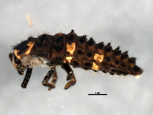  ( - BIOUG02021-F05)  @13 [ ] CreativeCommons - Attribution (2012) CBG Photography Group Centre for Biodiversity Genomics