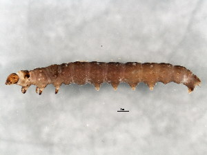  ( - BIOUG02021-G10)  @12 [ ] CreativeCommons - Attribution (2012) CBG Photography Group Centre for Biodiversity Genomics